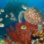banner-sea-turtle