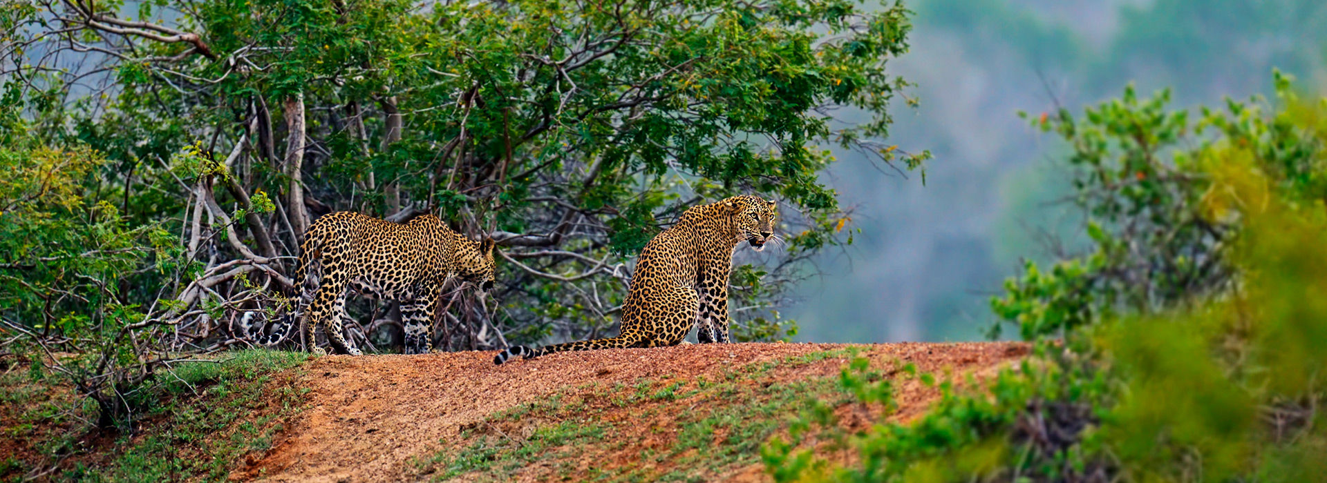 සොබා අරණ – Newsletter Editions